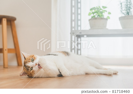 Calico cat playing with plants indoors 81718460