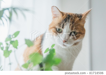 Calico cat playing with plants indoors Calico cat playing with plants indoors 81718506