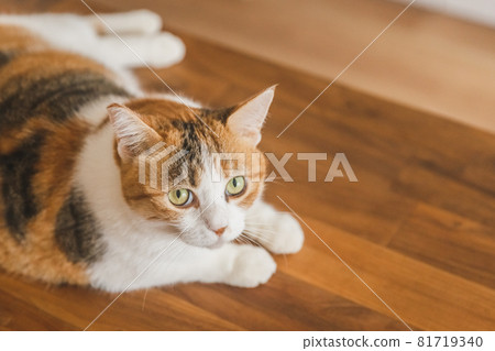 A cat relaxing in a stylish interior 81719340