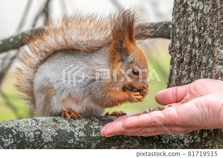 A squirrel in the spring or autumn eats nuts from a human hand. Eurasian red squirrel, Sciurus vulgaris 81719515