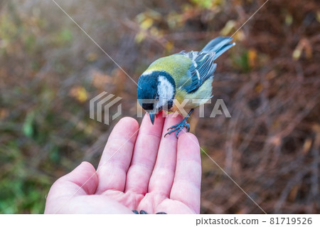 A tit sits on a man's hand and eats seeds. 81719526