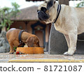 Dachshund and pug eating in the weather 81721087