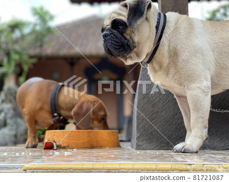 臘腸犬和哈巴狗在天氣裡吃東西 81721087