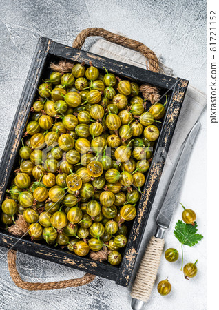 Fresh green gooseberries, Growing Organic Berries. White background. Top view Fresh green gooseberries, Growing Organic Berries. White background. Top view 81721152