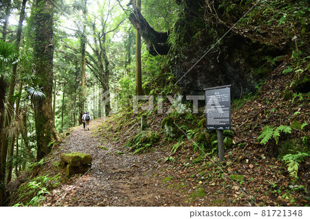 Koyasan-cho stone road (push-up stone) [Koya-cho, Ito-gun, Wakayama Prefecture] 81721348