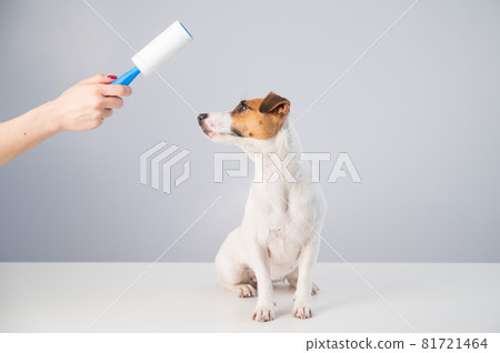 A woman uses a sticky roller to remove hair on a dog A woman uses a sticky roller to remove hair on a dog 81721464