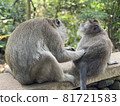Two friendly monkeys grooming each other 81721583