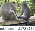 Two friendly monkeys in Bali 81721584