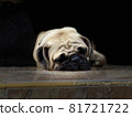 Pug sleeping comfortably in the garden 81721722
