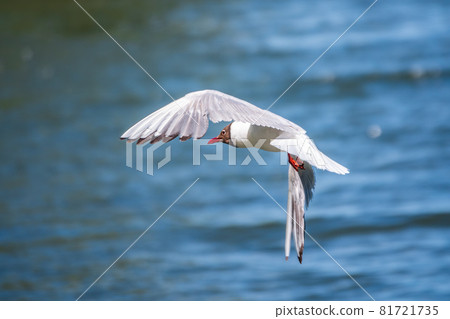 Beautiful Black Headed Gull, in elegant flight over blue water Beautiful Black Headed Gull, in elegant flight over blue water 81721735