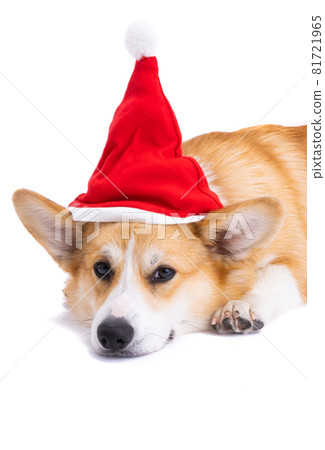 corgi in christmas hat isolated 81721965