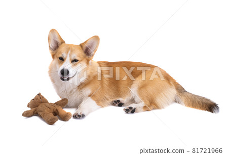 portrait of corgi with soft toys isolated 81721966