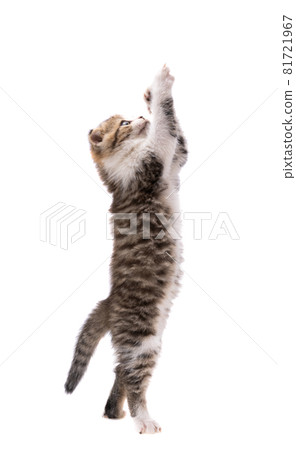 kitten isolated 81721967