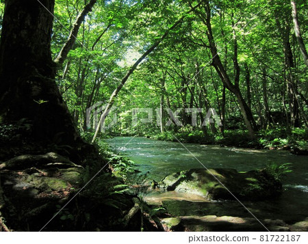 一條山溪平靜地流過森林 81722187
