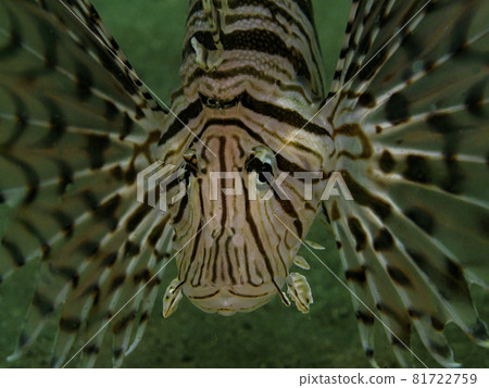 Lionfish 81722759