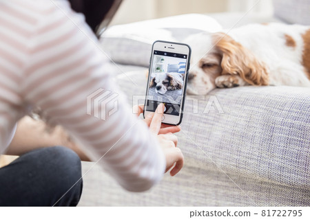 A woman taking a picture of a dog on her smartphone 81722795