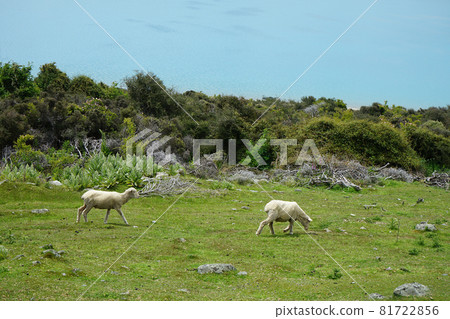 New Zealand Pakaki Lake New Zealand Pakaki Lake 81722856