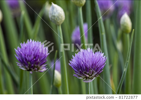 Onion flowers in bloom in summer. Nature. Onion flowers in bloom in summer. Nature. 81722877