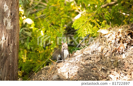 A Hokkaido squirrel peeks out, wary of its surroundings A Hokkaido squirrel peeks out, wary of its surroundings 81722897