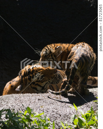 Amur tiger cub biting her mother Amur tiger cub biting her mother 81723065