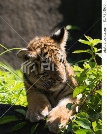 Amur tiger cub like a cat Amur tiger cub like a cat 81723066
