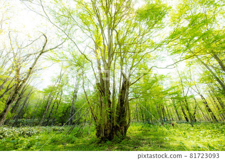 模糊森林之神 模糊森林之神 81723093