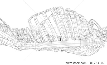 Human skeleton. Vector 81723102