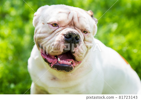 Portrait of strong-looking White American Bulldog outdoors Portrait of strong-looking White American Bulldog outdoors 81723143