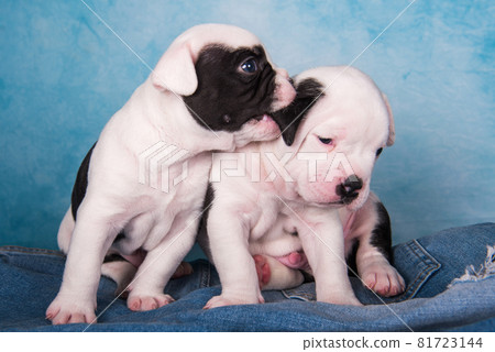 Two funny American Bullies puppies on blue jeans background 81723144