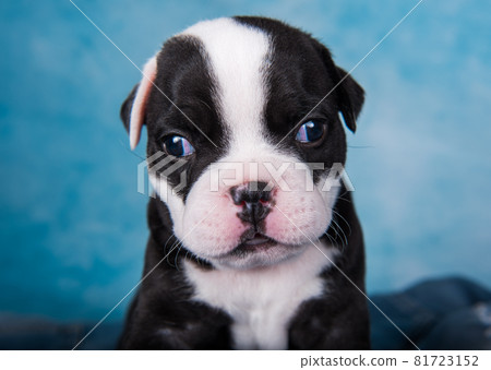 Funny American Bullies puppy on blue background 81723152