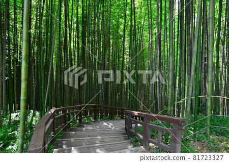 bamboo 81723327