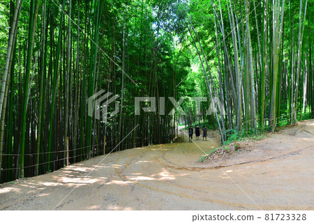 竹 81723328
