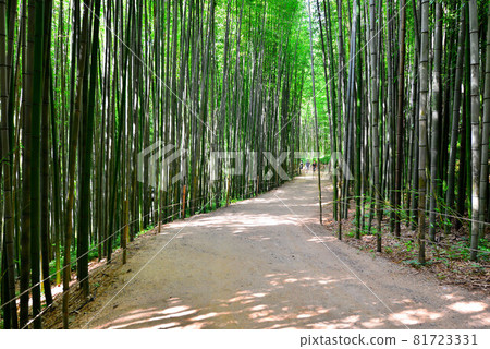 bamboo 81723331