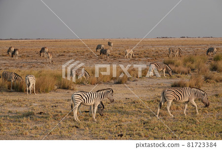 A herd of mountain zebras (Equus zebra) graze with their heads down. A herd of mountain zebras (Equus zebra) graze with their heads down. 81723384
