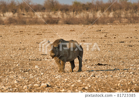 A rhino with a wet body, standing on the yellow gravel plain. A rhino with a wet body, standing on the yellow gravel plain. 81723385