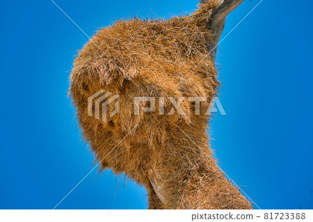 The sociable weaver bird's nest on a camel thorn tree (Vachellia erioloba). 81723388