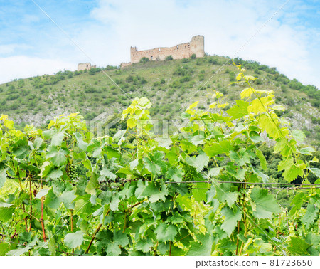 Vineyards with large juicy vine grapes and silhouette of well known Palava hills Vineyards with large juicy vine grapes and silhouette of well known Palava hills 81723650