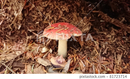 The lonely red mushroom 81723714