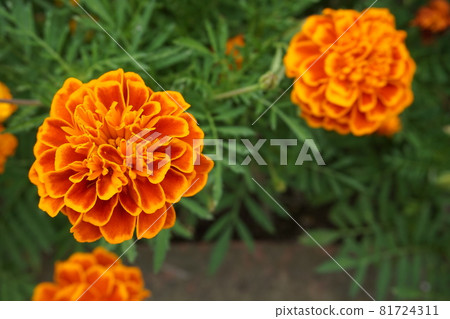 萬壽菊 81724311