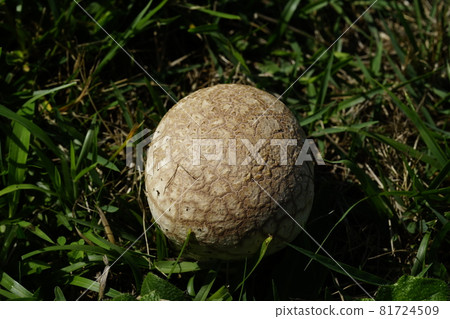 Onyxesbe 81724509