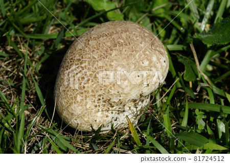 Onyxesbe Onyxesbe 81724512