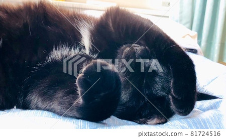 Sleeping black cat 81724516