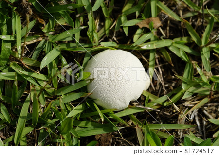 Onifusube larvae 81724517