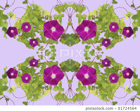 紫色牽牛花圖案 紫色牽牛花圖案 81724564