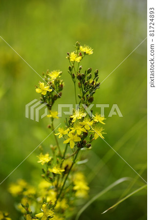 霧草修士（金絲桃屬植物） 81724893