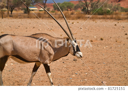 A Gemsbok (Oryx gazella) walking on the Yellowstone gravel plain. 81725151