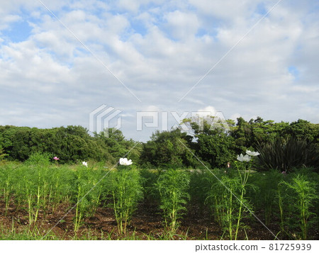 The front garden of the Sanyo Medea Flower Museum, where sunflowers have been replaced with cosmos flowers. The front garden of the Sanyo Medea Flower Museum, where sunflowers have been replaced with cosmos flowers. 81725939