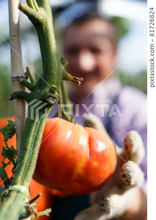 Worker harvesting tomatoes on plantation 81726824
