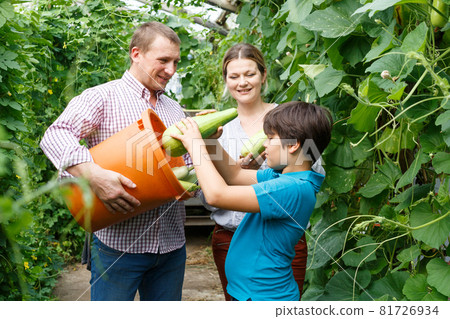 Family of three gathering crop of zucchini 81726934