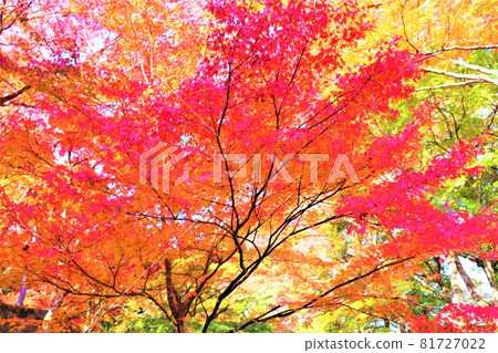 Daiitokuji autumn leaves Daiitokuji autumn leaves 81727022